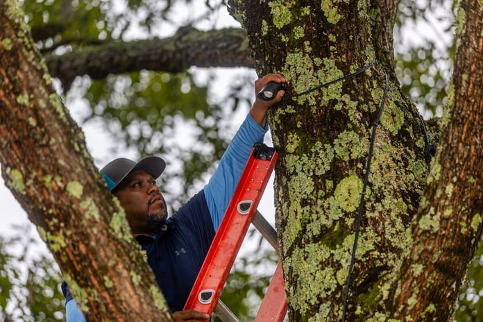 Residential landscape lighting crew tree down lighting positioning